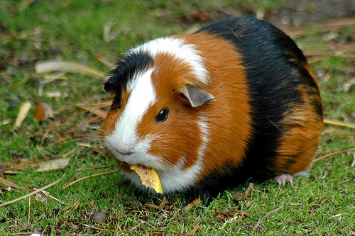 guinea_pig1