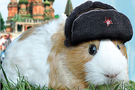 Russian-GuineaPA_450x300