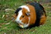 guinea_pig1